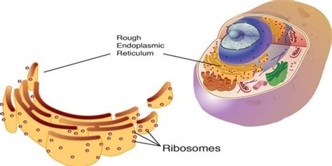 Ribosome Definition With Structure And Function Qs Study