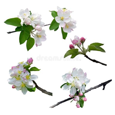 The Apple Tree Is In Blossom Close Up Isolated Nature In Spring