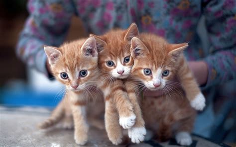 Intestinal parasites, or worms, commonly occur in kittens and cats. Kitten Planet