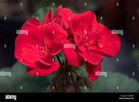 Bright Red Double Flowers Of Zonal Pelagonium Patriot Commonly