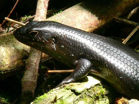 Článek z wikipedie, encyklopedie zdarma. CalPhotos: Bellatorias major; Land Mullet