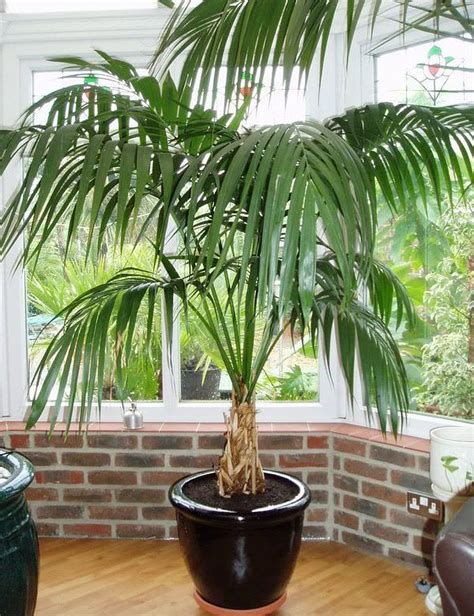 How To Identify My Indoor Palm Plant