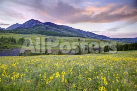 Usa Colorado Crested Butte Landscape Of Wildflowers And Mountain