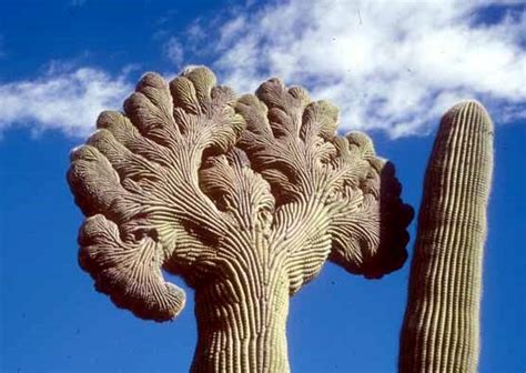 It has a large net of roots that extend far away from its trunk, collecting more water when it rains. Crested Saguaros - Saguaro National Park (U.S. National ...
