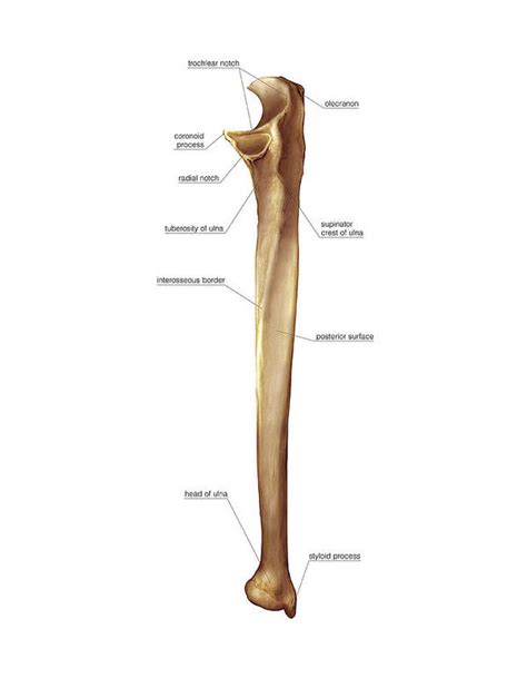 Labelled Radius Bone Ulna Bone Art Print By Asklepios Medical Atlas