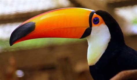 Toco Toucan Facts Diet And Habitat Information