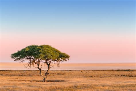 Solitary Acacia Tree At Sunrise Landscape Photography Prints