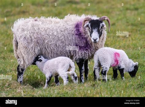 Mother Ewe Swaledale Sheep With Lambs In A Field Female Swaledale