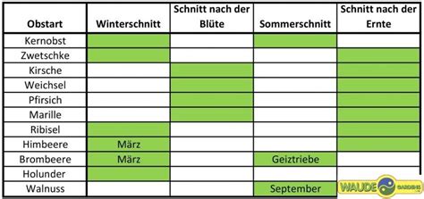 Beim obstbaumschnitt geht es oft um wassertriebe. Obstbaumschnitt
