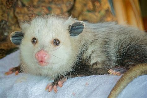 Can Opossums Be Pets Cool Wood Wildlife Park