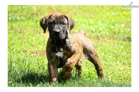 Puppyfinder.com is your source for finding an ideal puppy for sale near los angeles, california, usa area. Minnie: South African Boerboel puppy for sale near ...