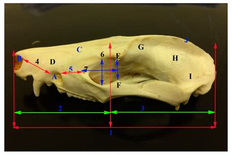 Opossum Skull Anatomy