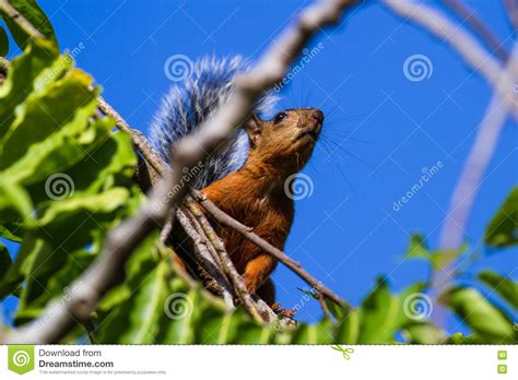Red Squirrel With A Bushy Gray Tail Stock Image Image Of Curious