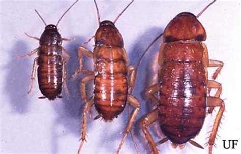 American Cockroach Periplaneta Americana Linnaeus