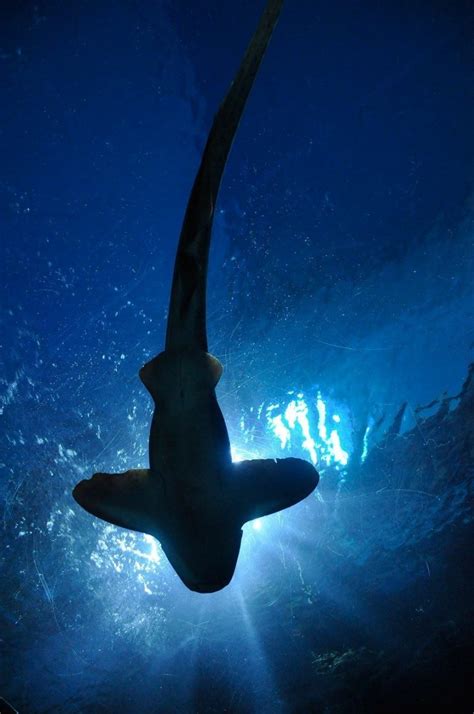 Three Glow In The Dark Sharks Discovered Off The Coast Of New Zealand