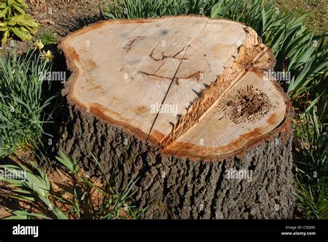 An Oak Tree Stump Stock Photo Alamy