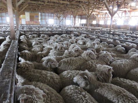 Italian Wool Exposed Sheep Kicked Cut And Killed