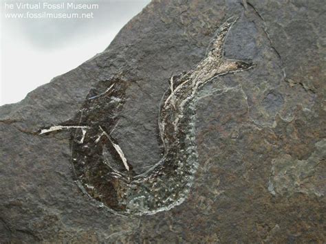 Acanthodes Gracilis Permian Fossil Fish Fish Fossil Fossil Fossils