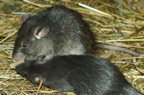 Black Or Ship Rat Peoples Trust For Endangered Species
