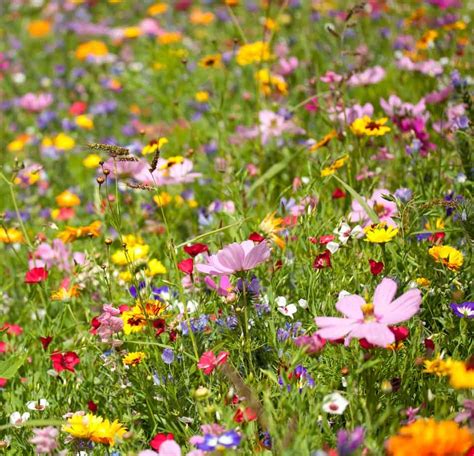 For A Perfect Wildflower Meadow Hornby Garden Designs Garden