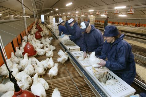 5 Steps To Motivate Poultry Farm Employees Poultry World