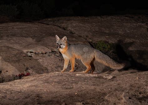 A Grey Fox Hunts On The Slickrock In The Desert Of Southern Utah At
