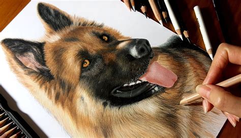 Drawing Subscribers Pets 3 Hendrix German Shepherd Dog From Canada