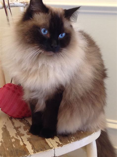 Ragdoll Cat Breeds With Pictures Pets Lovers