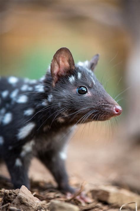 Portrait Of A Quoll Sean Crane Photography