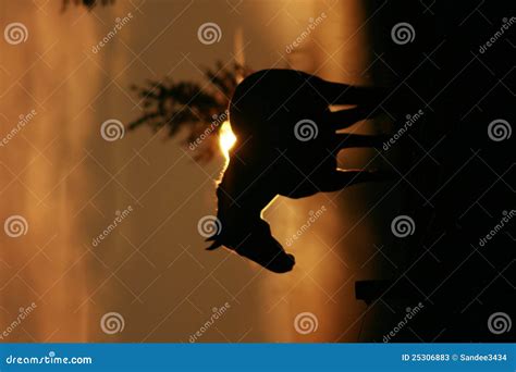 Horse In The Sunrise Stock Image Image Of Orange Black 25306883