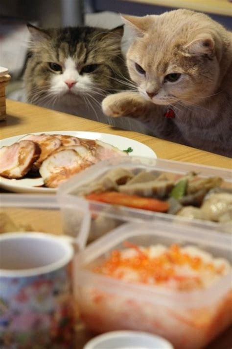 Cats do not have sweet taste buds. Can Cats Eat Ham? Is Ham Safe For Cats (With images) | Cat ...