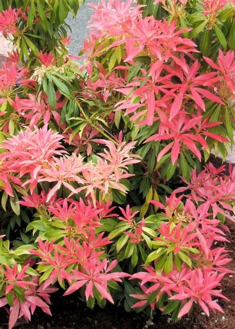 Needs winter cover from sun and. Best 25+ Evergreen shrubs ideas on Pinterest | Shade ...