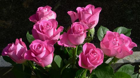 Pictures Roses Pink Color Flower Closeup 1920x1080