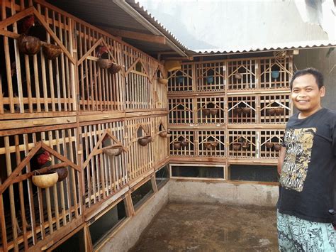 Selain dari penduduk nusantara, budaya jakarta juga banyak menyerap dari budaya luar, seperti budaya arab, tiongkok, india, dan portugis. Ukuran Kandang Umbaran Ayam Bangkok Dari Bambu / Membuat ...