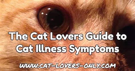 Cat Illness Symptoms A Guide For Cat Lovers