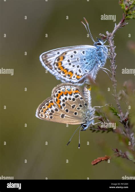 Pair Of Silver Studded Blue Plebejus Argus Butterfly Mating On Host