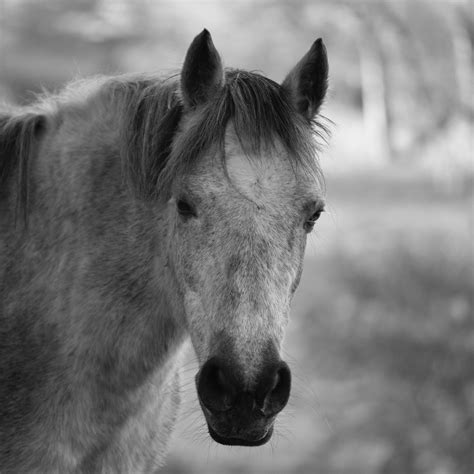 Horse Head Grayscale Photo · Free Stock Photo