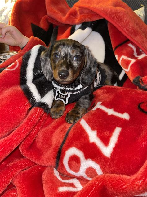 Picture perfect pup!! : r/Dachshund