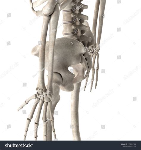 3d Render Male Skeleton Hips Stock Illustration 1338527582 Shutterstock