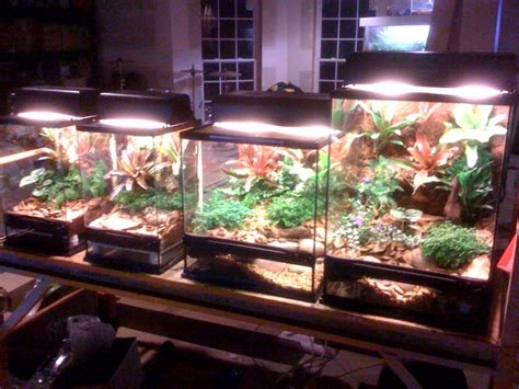 It recycles it's water, oxygen and carbon dioxide and photosynthesise in natural light to keep it living. Terrarium For Sale - Reptile Tanks For SaleReptile Tanks ...