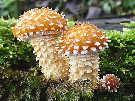 Martin Hodges Wildlife Blog The Joys Of The Reclassification Of Fungi