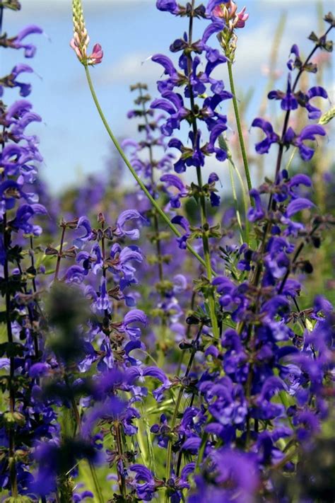 July 11 at 6:34 am ·. Wildblumen im Kübel pflanzen | NDR.de - Ratgeber - Garten ...