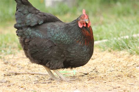 black star chickens rooster
