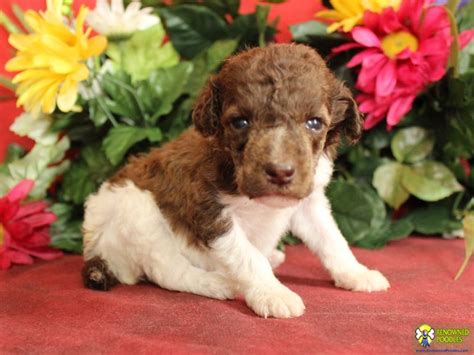 We did not find results for: Clair - Standard Parti Poodle Puppy - Renowned Poodles