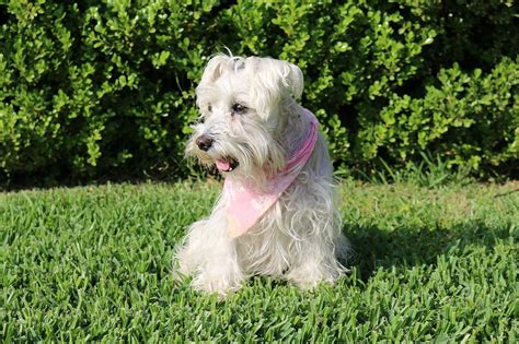There are borzois with completely black coats, some come in yellow and white, or completely white coats. Small White Dog Breeds- Top 10- With PICTURES!