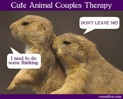 Cute Animal Couples Therapy Comediva