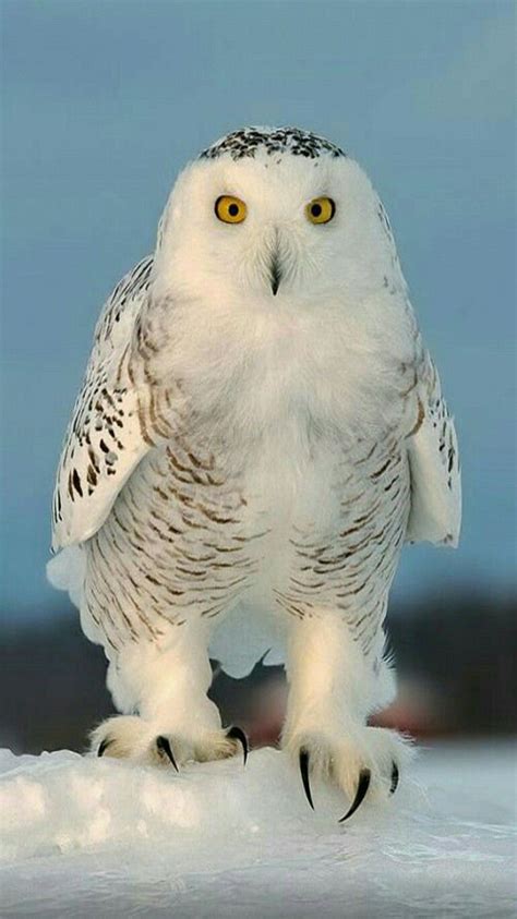 See more ideas about raptors, animals, birds of prey. Birds of Prey - Raptor - Snowy Owl (With images) | Nocturnal birds, Snowy owl