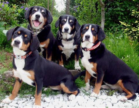 Entlebucher Mountain Dog Puppies Rescue Pictures