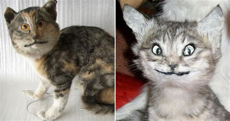Story Of Botched DIY Taxidermied Cat Is Haunting Us Online 51 OFF