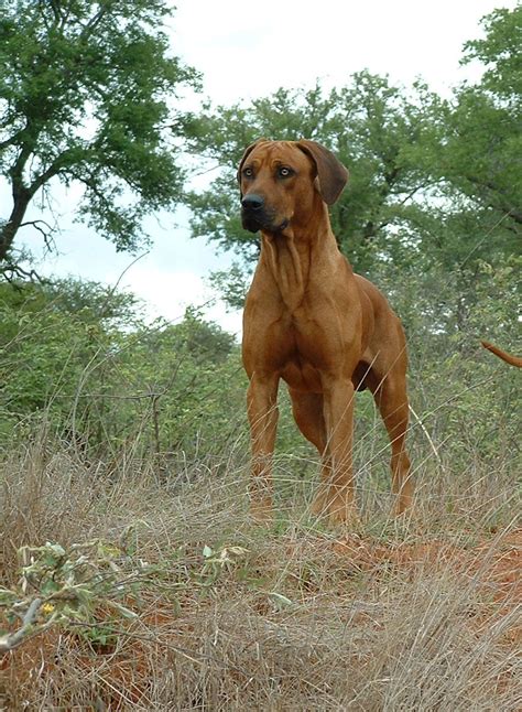 Rhodesian Ridgebacks